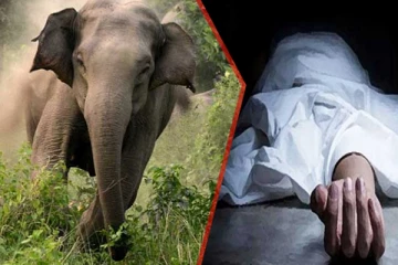 அம்பாறையில் யானை தாக்கி குடும்பஸ்தர் ஒருவர் உயிரிழப்பு..!