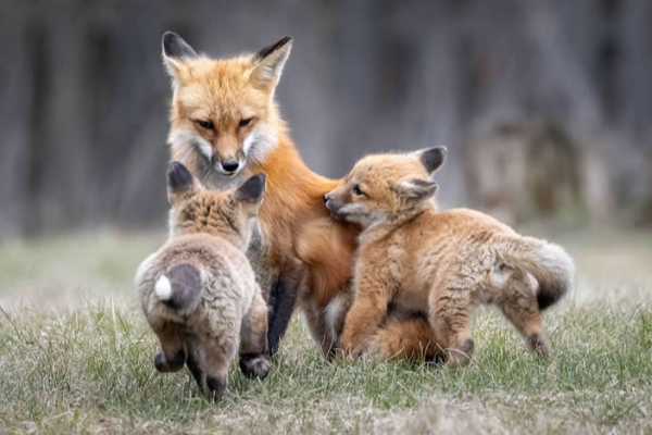 නිමක් නොවන දරු සෙනෙහසේ අරුමය කියන 