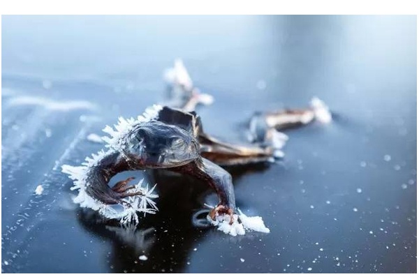 7 மாதம் இதய ஓட்டமே உறைந்துபோய் குளிரில் உயிர் வாழும் அதிசய மரத்தவளை... எப்படி தெரியுமா? | Alaskan Wood Tree Frog That Freeze During Winter