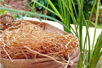 மலச்சிக்கலை விரட்டியடிக்கும் வெட்டிவேர்! வியக்க வைத்த மருத்துவ பலன்கள்