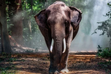 திருகோணமலையில் யானை தாக்கி வயோதிபர் பலி