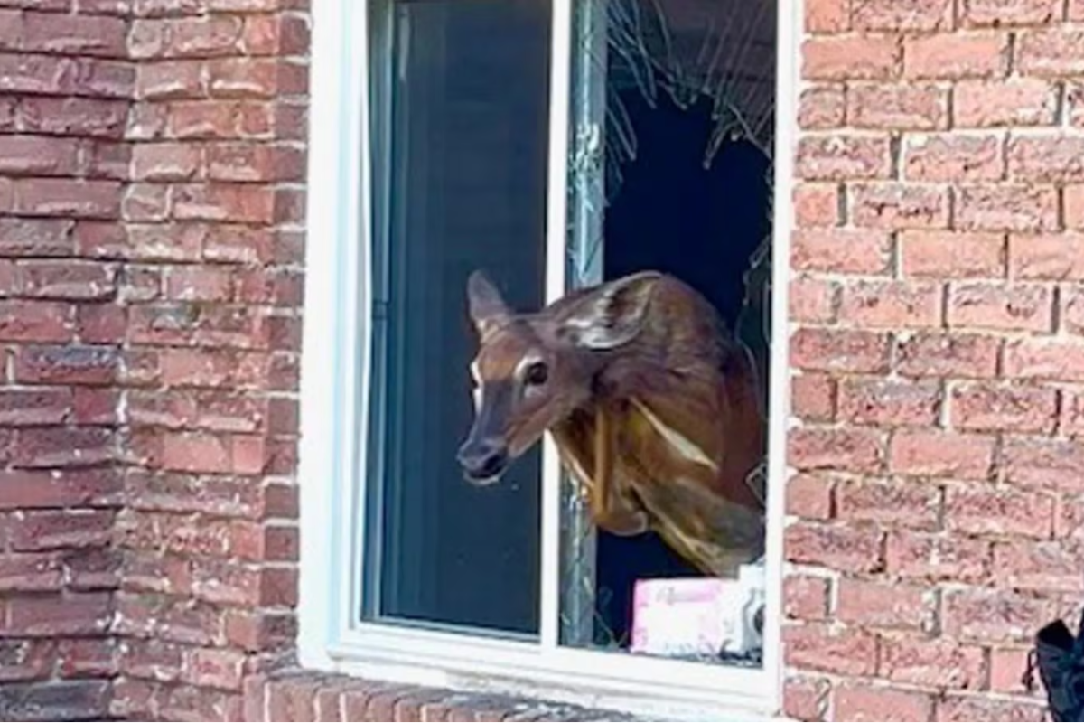 கனடாவில் மான் ஒன்றின் விசித்திர செயற்பாடு | Owen Sound Residents Awakened By Deer Crashing