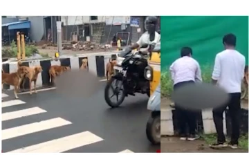 விபத்தில் அடிப்பட்ட நண்பனின் உயிரை காப்பாற்ற ஓலமிட்டு கதறிய சக நாய்கள்... - நாமக்கல்லில் நெகிழ்ச்சி சம்பவம்