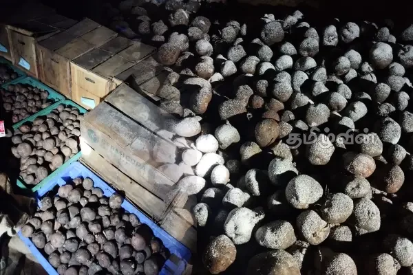 யாழில் பழுதடைந்த உருளைக்கிழங்கு விதைகளின் பின்னால் சதி நடவடிக்கை | Spolided Potato Seeds In Jaffna District