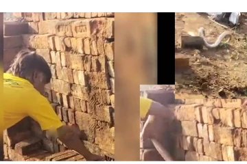 நாகப்பாம்பை பிடிக்க முயற்சி செய்த நபர் - அடுத்து நடந்த வீபரீதம் - நெஞ்சை பதற வைக்கும் வீடியோ