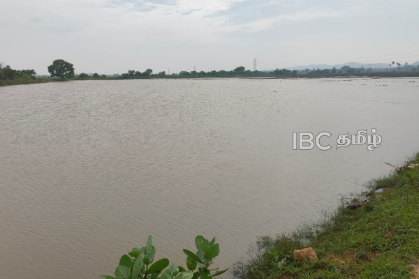திருகோணமலையில் கனமழையால் நீரில் மூழ்கிய வயல் நிலங்கள் | Heavy Rain Floods Trincomalee Paddy Fields திருகோணமலையில் கனமழையால் நீரில் மூழ்கிய வயல் நிலங்கள் | Heavy Rain Floods Trincomalee Paddy Fields