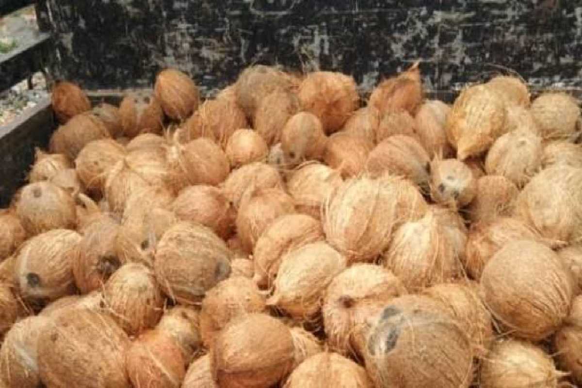 நீர்கொழும்பு சிறை வன்முறை : கைதிகள் தாக்குதலுக்கு பயன்படுத்திய ஆயுதங்கள் கண்டுபிடிப்பு | Weapons Used By Inmates In Negombo Found நீர்கொழும்பு சிறை வன்முறை : கைதிகள் தாக்குதலுக்கு பயன்படுத்திய ஆயுதங்கள் கண்டுபிடிப்பு | Weapons Used By Inmates In Negombo Found