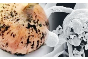 வெங்காயத்தினால் கருப்பு பூஞ்சை பரவுகிறதா? மருத்துவ நிபுணர்கள் என்ன சொல்கிறார்கள்?