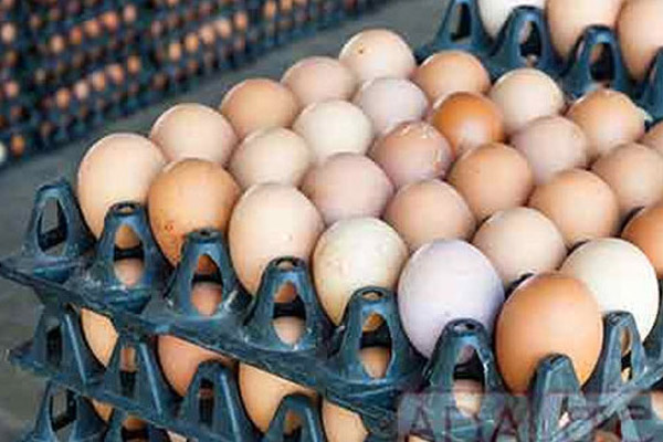 முட்டை தொடர்பில் வெளியான தகவல் | Information About Eggs