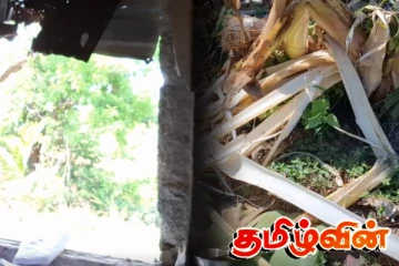 மட்டக்களப்பு படுவான் நிலப்பரப்பை தொடர்ச்சியாக அச்சுறுத்தும் காட்டு யானைகள்