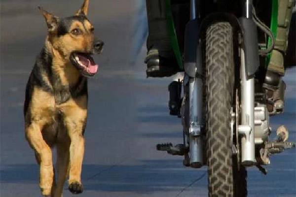 யாழில் நாயுடன் மோதி விபத்து; இளைஞன் உயிரிழப்பு | Accident Involving A Dog In Jaffna Youth Dies