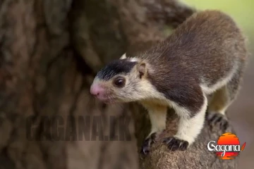 දඬුලේනුන්ට විරුද්ධවත් නීතියක්