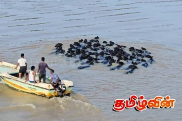 உப்பாறு ஆற்றில் வெள்ளத்தில் இழுத்துச் செல்லப்பட்ட 60 எருமை மாடுகள்!