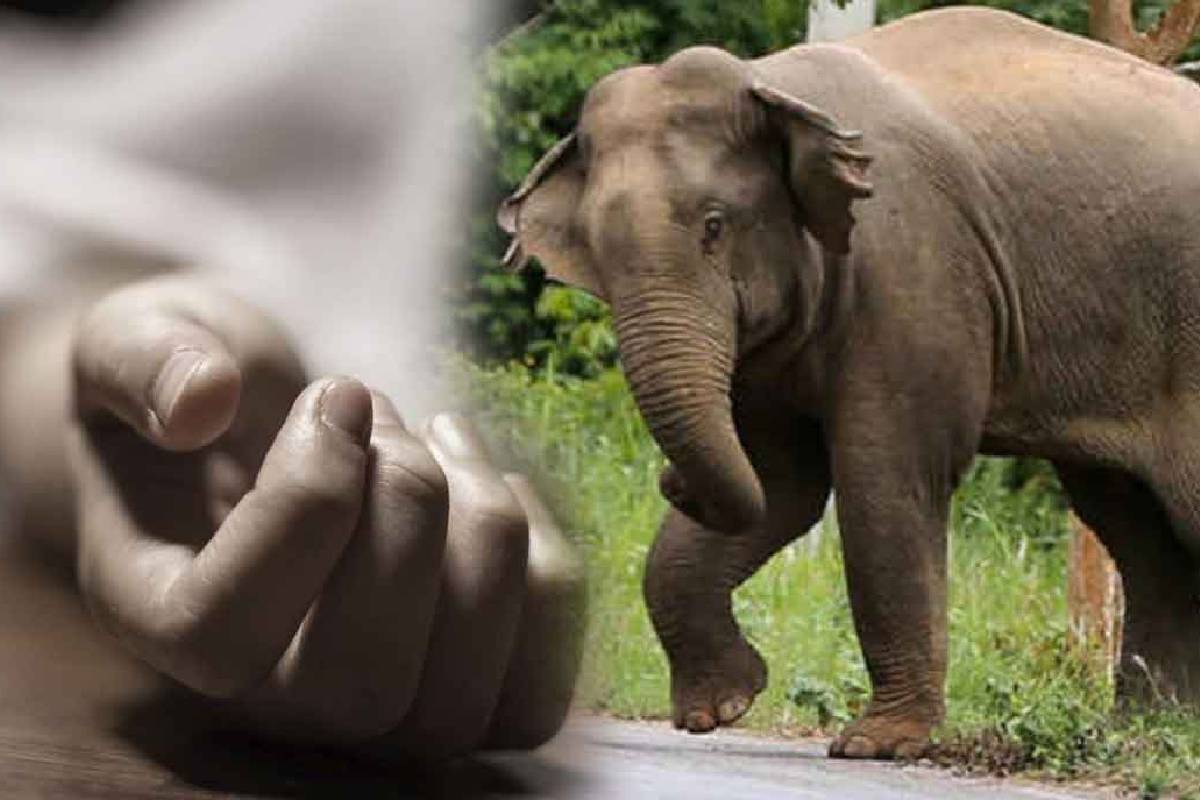 பொலன்னறுவையில் யானை தாக்கி ஒருவர் பலி! | Man Dies After Being Attacked By An Elephant பொலன்னறுவையில் யானை தாக்கி ஒருவர் பலி! | Man Dies After Being Attacked By An Elephant
