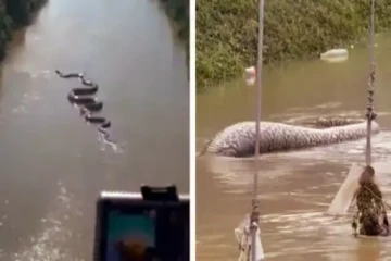 அமேசான் முதல்..தாய்லாந்து வரை ராட்சத ராஜ நாகங்களும் அனகோண்டாக்களும்: 5 வைரல் வீடியோ