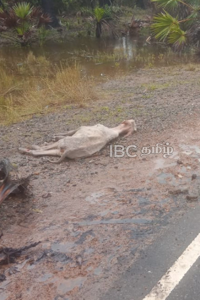 காலநிலை மாற்றத்தினால் பாதிப்புக்குள்ளாக வடக்கின் இன்றைய நிலவரம்! | Situation In The North Due To Climate Change காலநிலை மாற்றத்தினால் பாதிப்புக்குள்ளாக வடக்கின் இன்றைய நிலவரம்! | Situation In The North Due To Climate Change