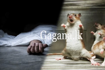 මියෙක් එළවන්න ගිහින් බාල සොයුරාගේ පණ යයි.