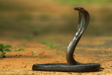 இப்படியெல்லாம் பாம்புகள் கனவில் வருதா? அப்போ இதை அவசியம் பாருங்க!