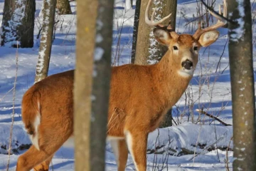 கனடா மற்றும் அமெரிக்காவில் வேகமாகப் பரவும் ஜாம்பி மான் நோய்!