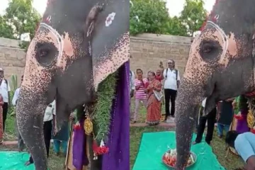 ஊரே சேர்ந்து யானைக்கு கொடுத்த விருந்து....தலையை ஆட்டி ஆட்டி ருசிக்கும் அரிய காட்சி