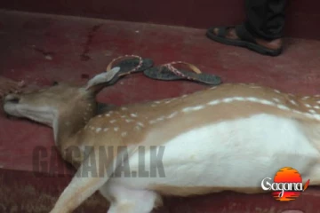 දෙවියනේ ගැබ්බර මුව අම්මා මැරූ කතාවේ තවත් කතාවක් එලියට