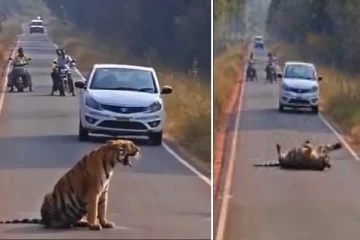 சாலை போராட்டத்தில் ஈடுபட்ட புலி: முடங்கிய போக்குவரத்து: வைரல் வீடியோ