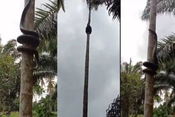 பனை மரத்தில் சரசரவென ஏறும் ராட்சத நாகப்பாம்பு - அலறவிட்ட வைரல் வீடியோ!