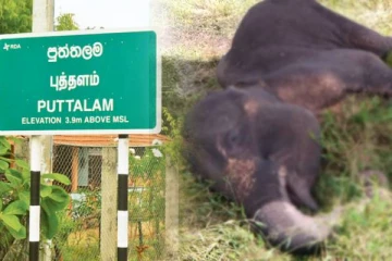 புத்தளத்தில் யானைக் குட்டியொன்று சடலமாக மீட்பு