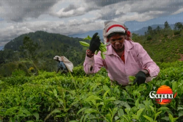 වතු හාම්පුතුන් වතු කම්කරු පඩි වැඩි කරන සාකච්ඡාවෙන් කට්ටි පනී