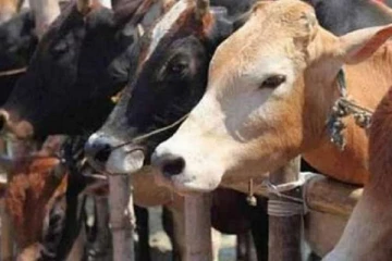 கிளிநொச்சியில் கால்நடைகளுக்கு பெரியம்மை நோய் தாக்கம்