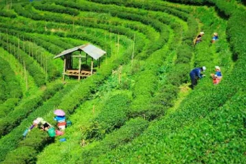 கொழுந்து பறிப்பதற்கும் சீனாவிலிருந்து பெண்களை அழைத்துவர போகின்றனரா?