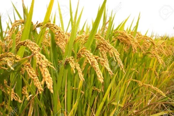 நெல் கட்டுப்பாட்டு விலை நீக்கப்பட வேண்டும்