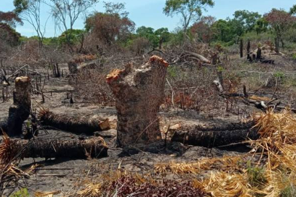 மட்டக்களப்பில் தீயிட்டு அழிக்கப்படும் காட்டு மரங்கள்! | Wild Trees To Be Destroyed By Fire In Batticaloa மட்டக்களப்பில் தீயிட்டு அழிக்கப்படும் காட்டு மரங்கள்! | Wild Trees To Be Destroyed By Fire In Batticaloa