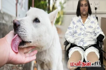 நாய் நக்குவதால் செப்சிஸ் எனப்படும் ஆபத்தான நோய் - இது எவ்வளவு ஆபத்தானது?
