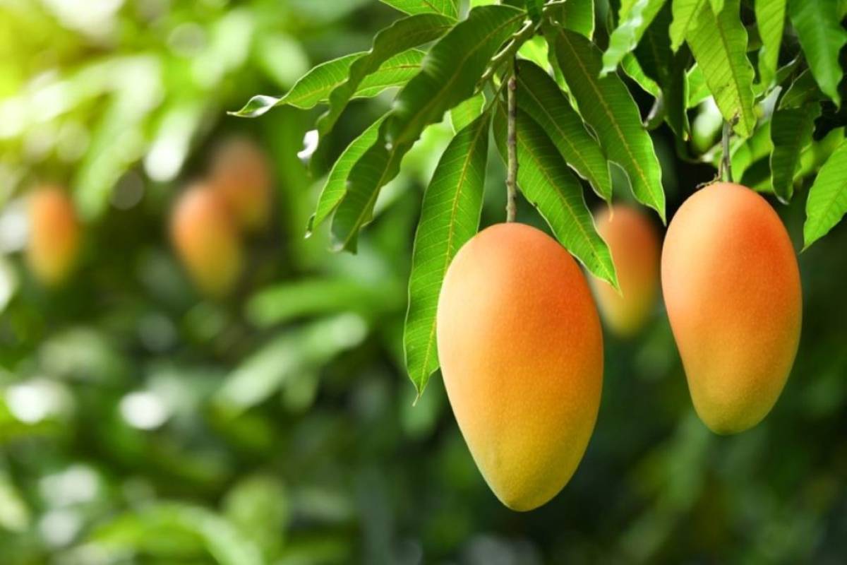 தமிழகத்தின் மாம்பழ நகரம் என்று அழைக்கப்படும் மாவட்டம்.., எது தெரியுமா? | Salem Is Called The Mango City Of Tamil Nadu