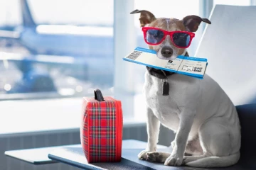 கொடுத்து வச்ச வாழ்க்கை..நாய்க்காக முழு விமானத்தையும் புக் செய்த உரிமையாளர்