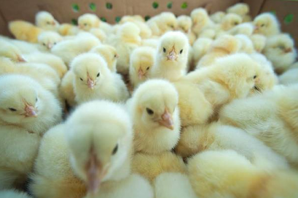 இலங்கையில் முட்டைக்கு ஏற்படவுள்ள அபாயம்! | Sri Lanka Shortage In The Market For Egg