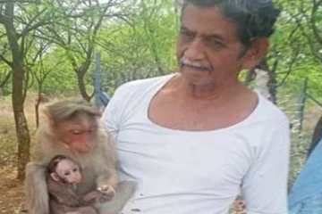 கொரோனாவால் உயிரிழந்த நபர்: இறந்தது தெரியாமல் காத்துகிடக்கும் குரங்குகள்