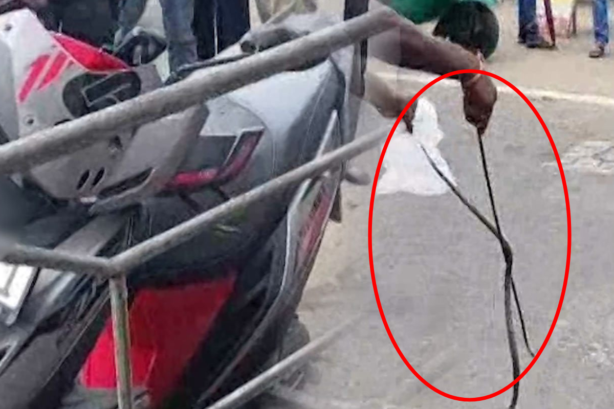 வீதியில் நிறுத்தப்பட்டிருந்த மோட்டார் சைக்கிளில் அழையா விருந்தாளி! சம்பவத்தால் பரபரப்பு | Snake Slithers Into A Parked Motorcycle