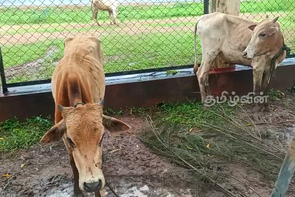 முல்லைத்தீவில் இறைச்சிக்காக வெட்டப்படும் மாடுகளில் முறைகேடு: மக்கள் விசனம் | Cattle Slaughtered For Meat In Mullaithivi