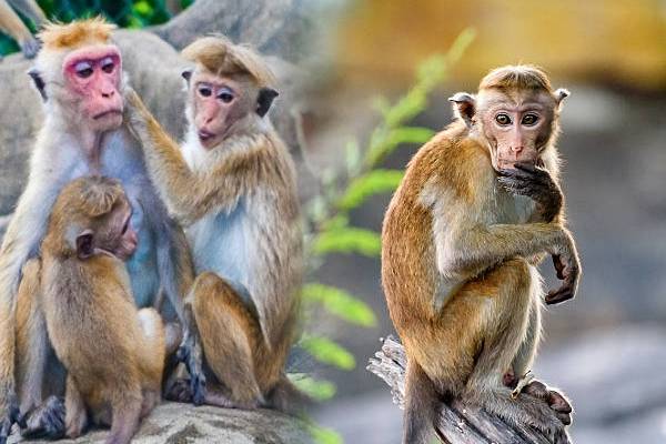 திருகோணமலையில் குரங்கு தாக்குதலுக்குள்ளான நபர் வைத்தியசாலையில் அனுமதி | Man Attacked By Monkey In Trincomalee