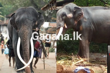 ලොවක් ආදරය කළ මුතුරාජා ගුවන් ගමනට සූදානමින් - (PHOTOS)