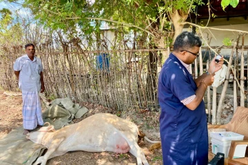 யாழில் மயங்கி விழும் மாடுகள்!கால்நடை வளப்பாளர்களுக்கு முக்கிய அறிவுறுத்தல்