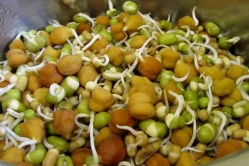 தானியங்களை ஏன் முளைகட்டி சாப்பிட வேண்டும் ?