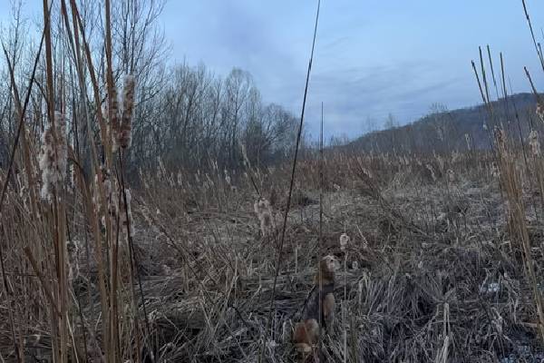 இந்த படத்தில் ஒரு நாய் மறைந்துள்ளது அதை உங்களால் கண்டுபிடிக்க முடியுமா? | Visual Genius If You Can Spot The Hidden Dog