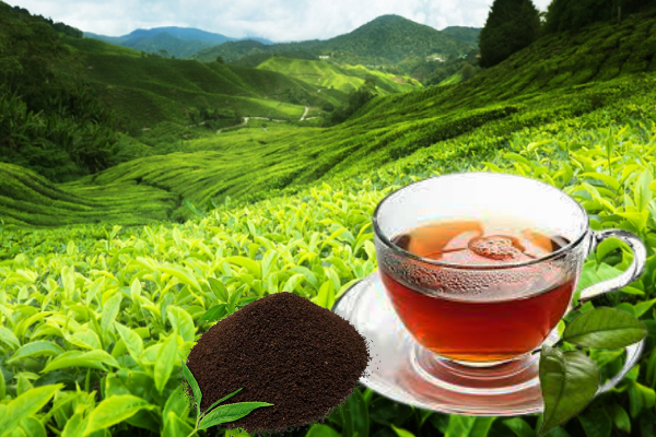 இலங்கை தேயிலைக்கு உலக சந்தையில் பாரிய தாக்கம்? - ஐபிசி தமிழ்