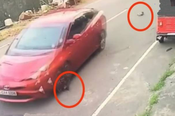விளையாடிக் கொண்டிருந்த நாய் குட்டிகள் மீது காரை ஏற்றி கொன்ற சாரதி! | Driver Drove Car Over Playing Dogs And Killed Them