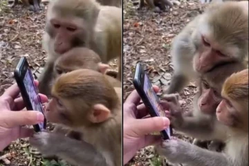 ஸ்மார்ட்போனை பயன்படுத்தும் குரங்குகள் - வியந்துபோன பார்வையாளர்கள்; இணையத்தில் ட்ரெண்டிங்!