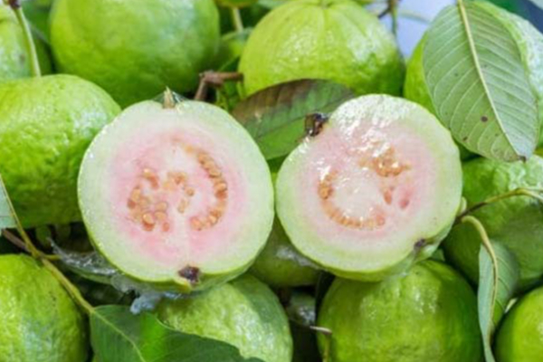 சர்க்கரை நோயாளிகள் கொய்யாபழம் சாப்பிடலாமா? பலரின் கேள்விக்கு பதில் இதோ | Guava Nutrition Value Helps Weight Loss