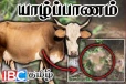 யாழில் நகரசபை நூலகத்தில் பசுவை இறைச்சியாக்கிய கொடூரம் : மூவர் கைது